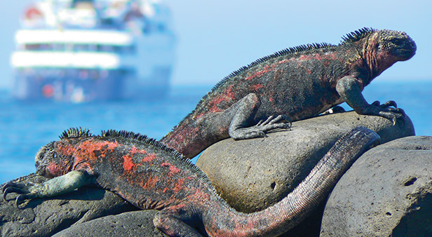 Celebrity Cruises Video