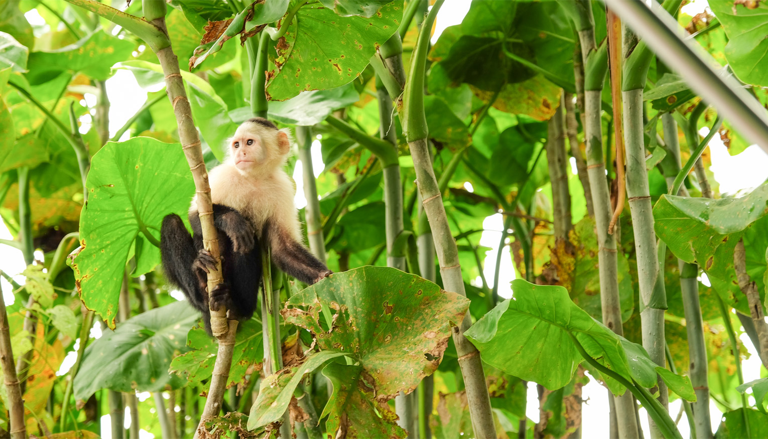 Panama Canal Vacations Slides