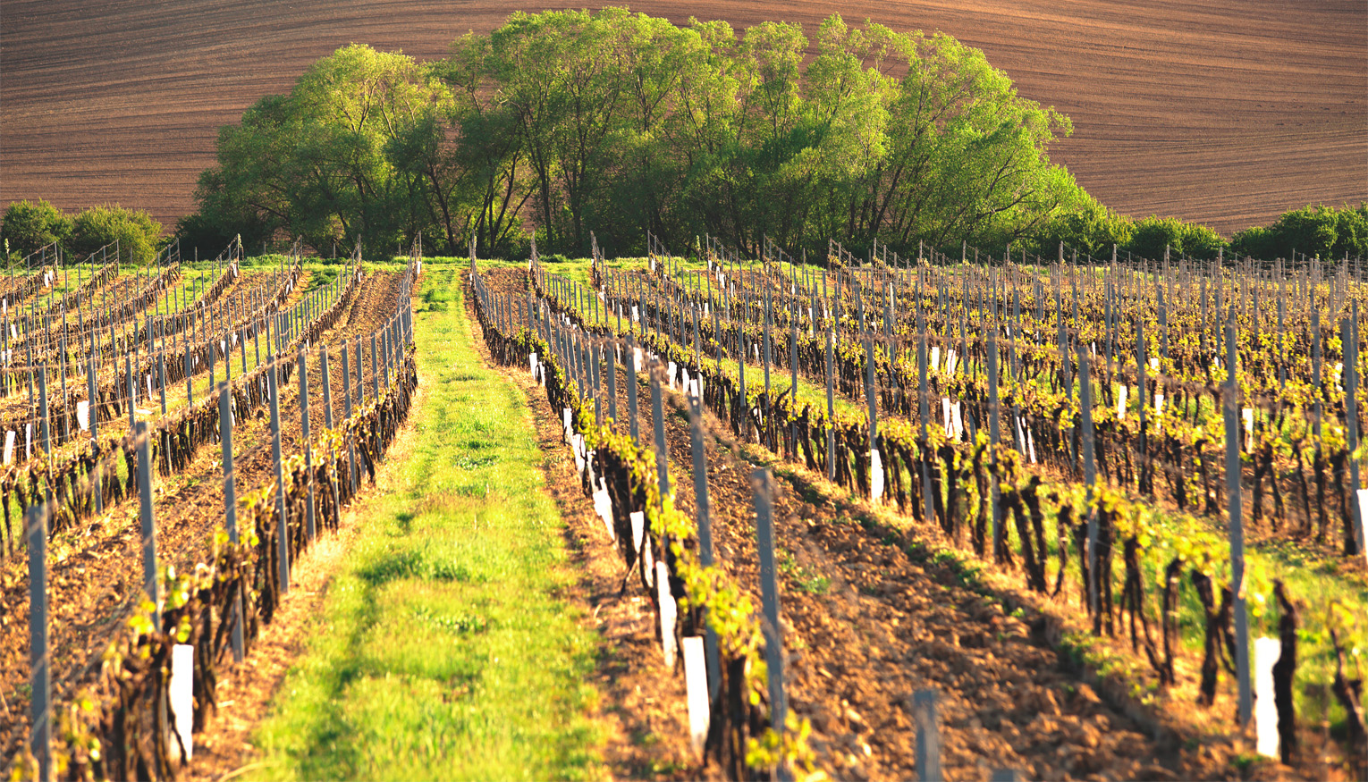 France's Champagne Region