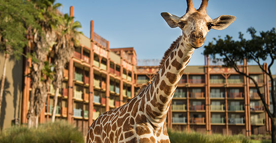 Disney's Animal Kingdom Lodge