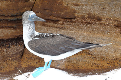 Christmas Cruises to the Galapagos Islands